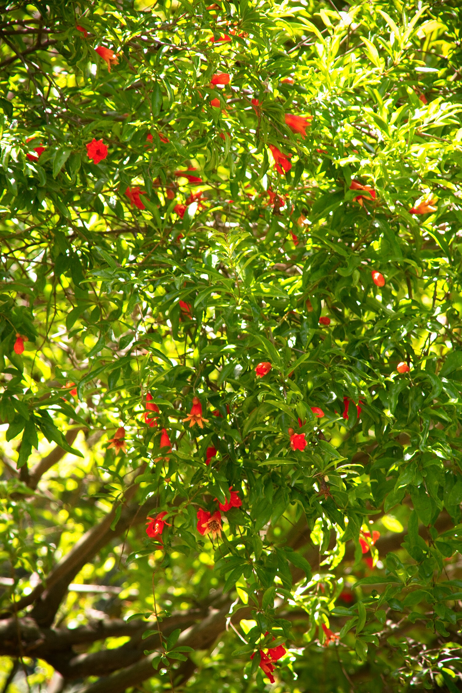 Lowe's 3.58-Gallon Pomegranate Tree (L7402) - Upright Deciduous Tree with  Showy Red Flowers - Full Sun - Medium Growth Rate in the Fruit Plants  department at