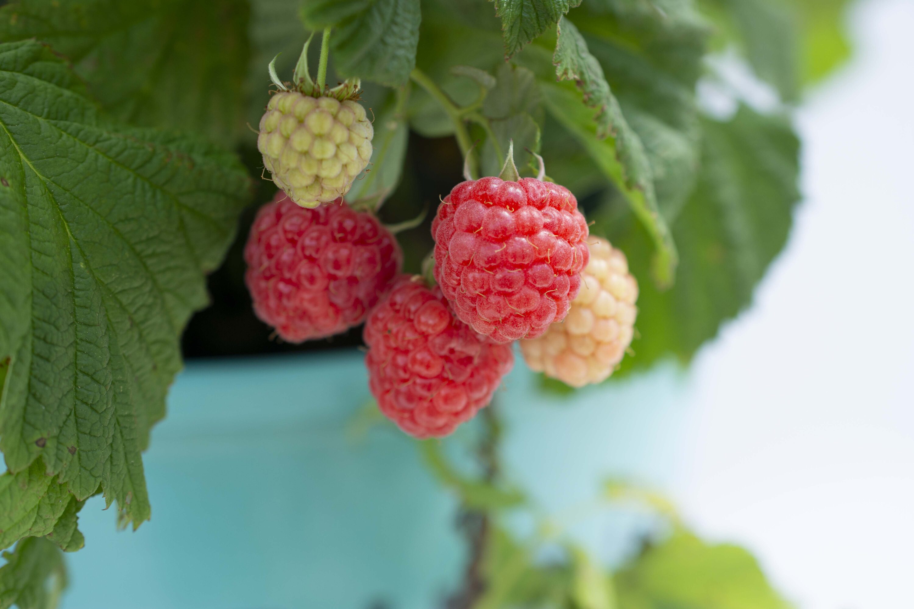 Bushel and Berry Raspberry Plant Pot Blooms in Spring