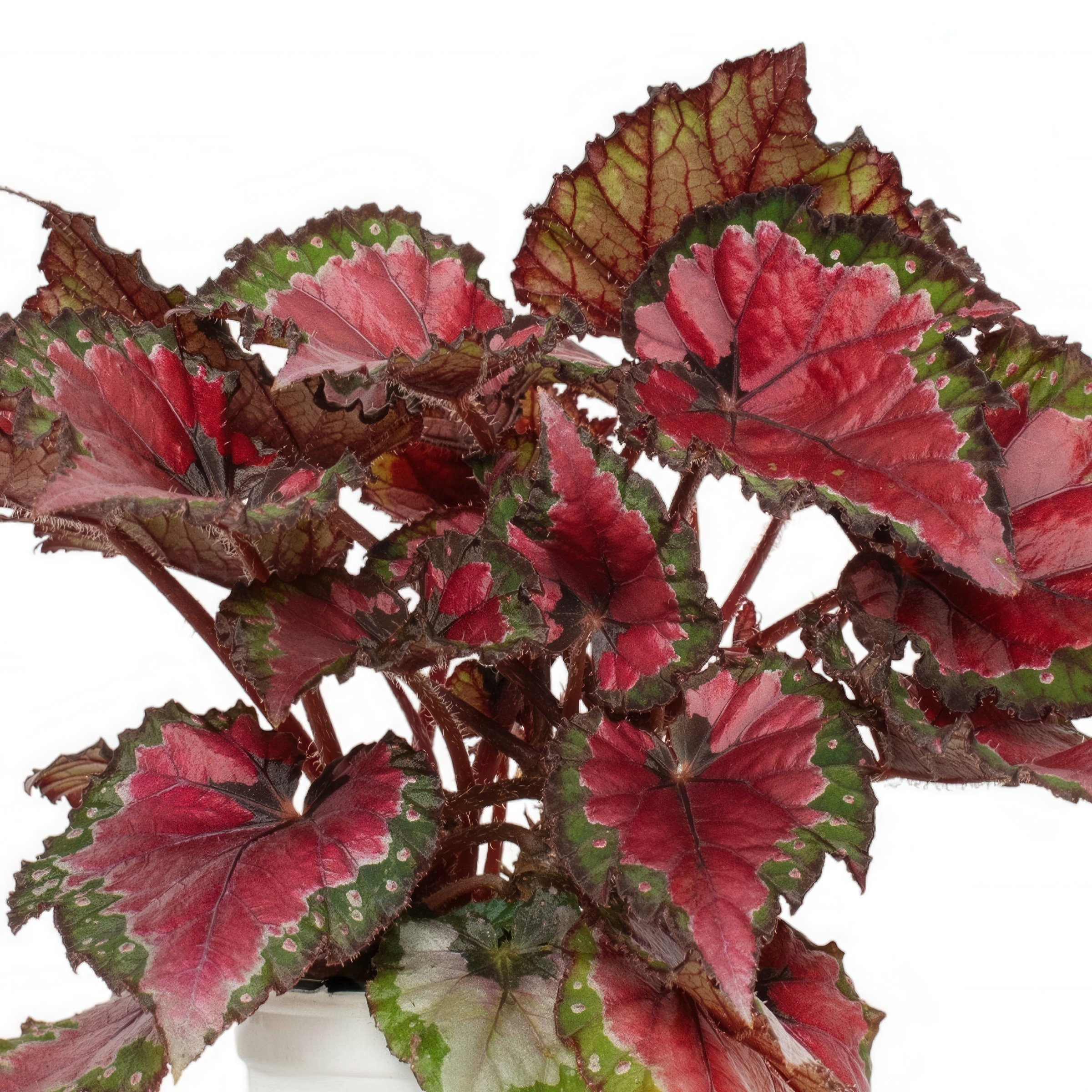 National Plant Network LW1854 Multicolor Rex Begonia Cherry Fields House plant in 6 Inch(es) Pot 1 -Pack
