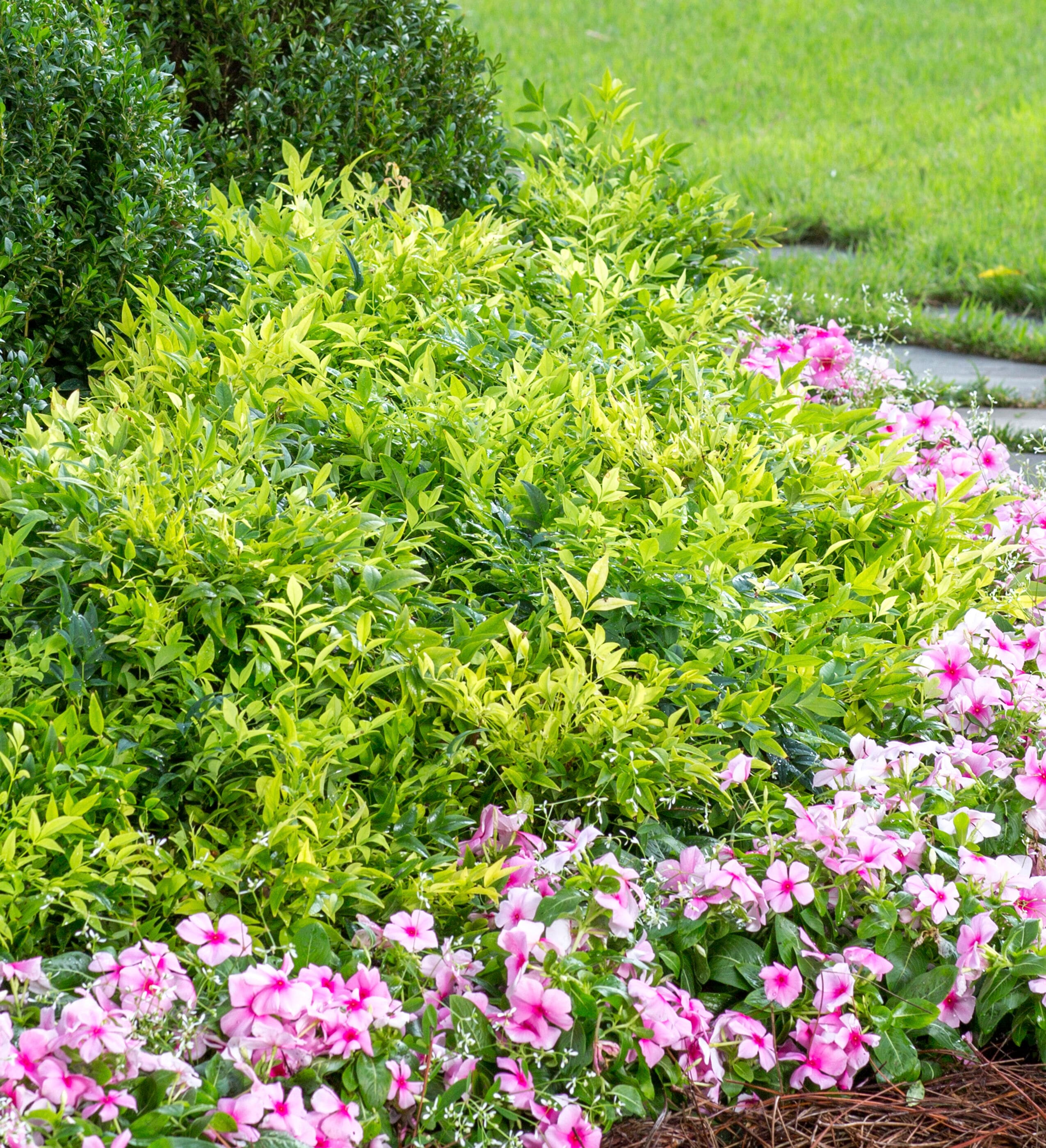 Southern Living Plant Collection 43162TSL-1 shrubs - View #9