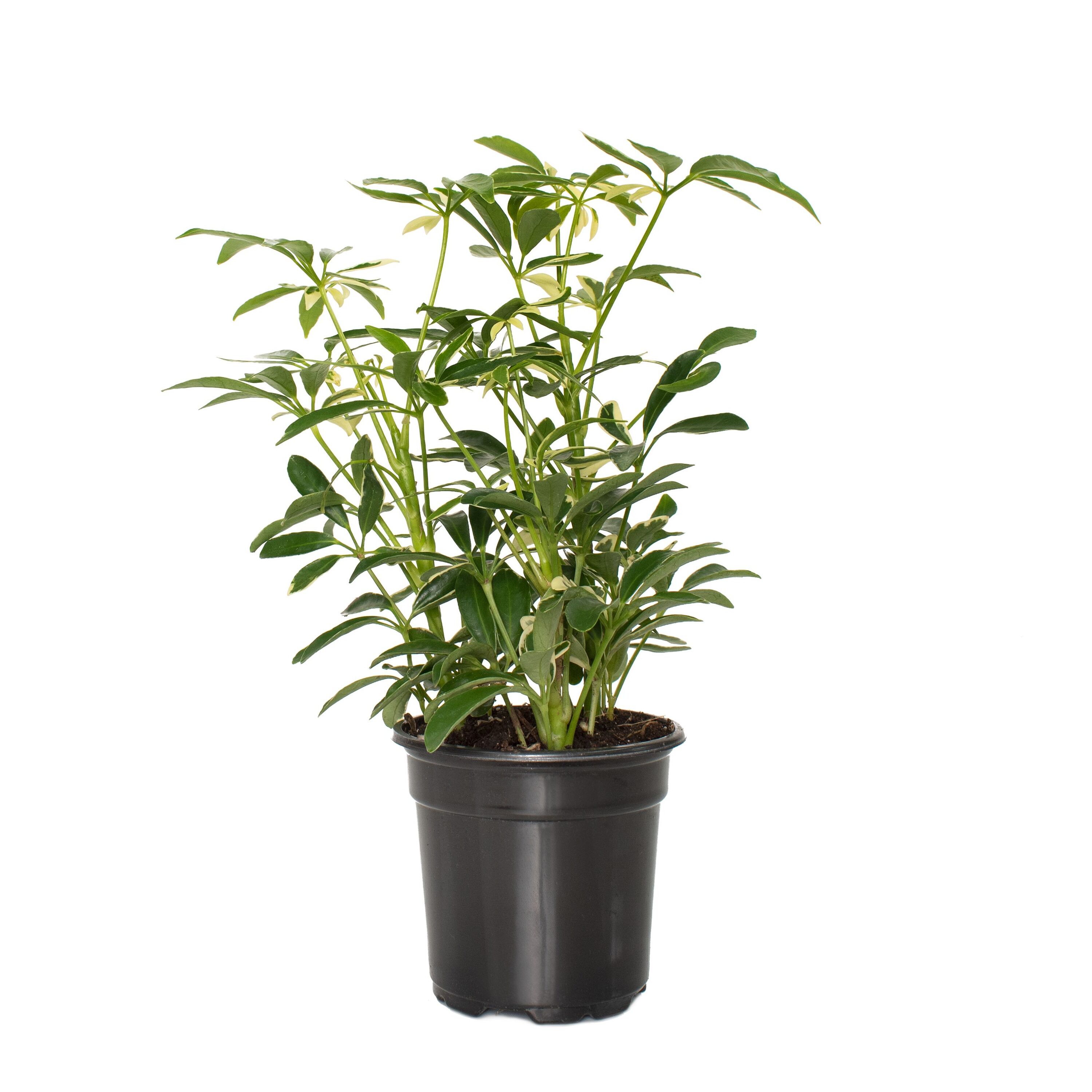 National Plant Network LW1372 hseplants - View #4