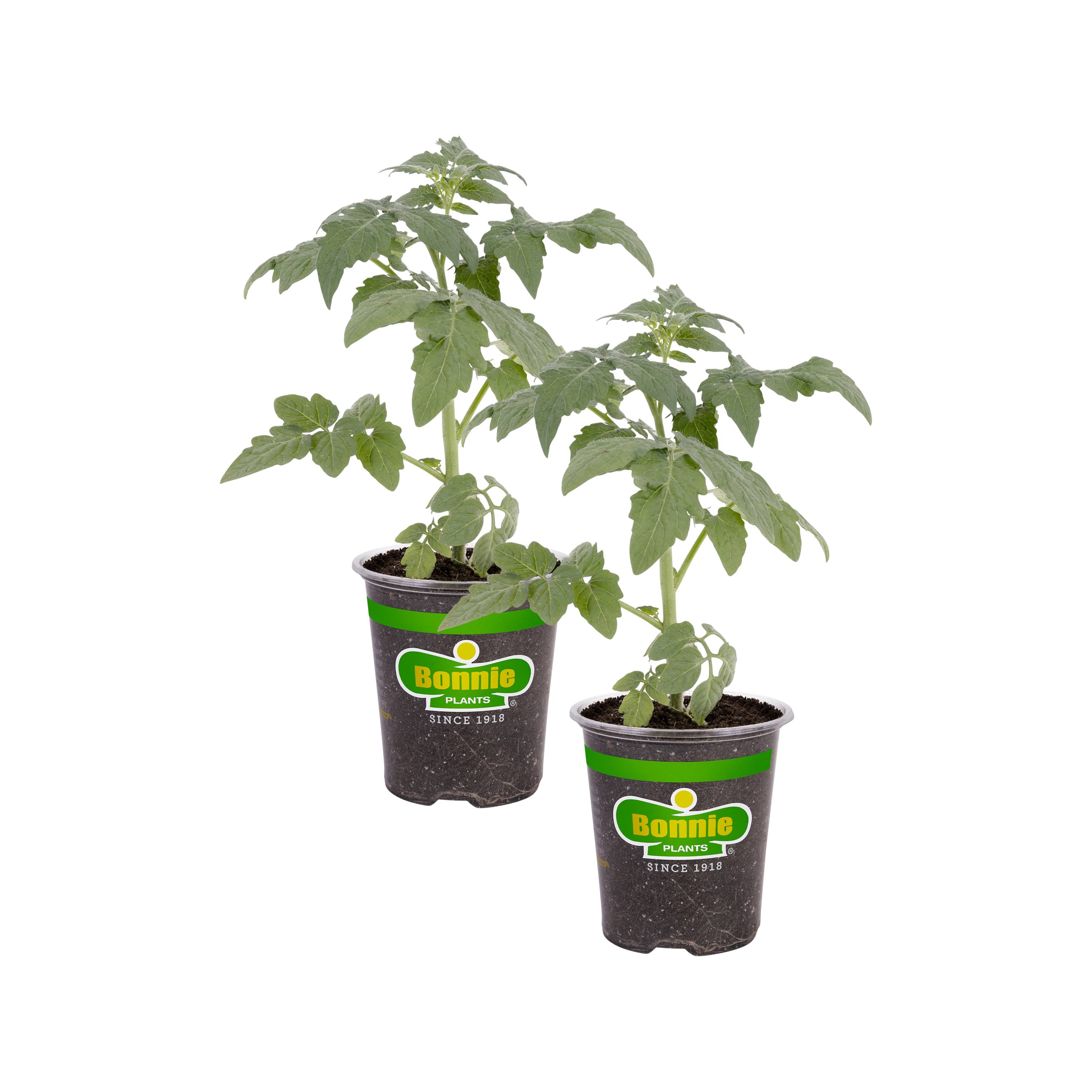 Lowe's Tomato Assortment Plant in the Vegetable Plants department at