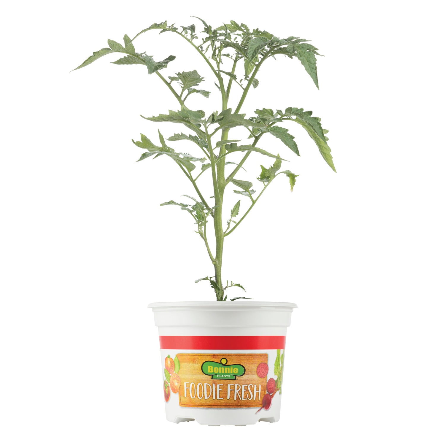 Bonnie Plants 72-322029 Tomatoes Pot Plant