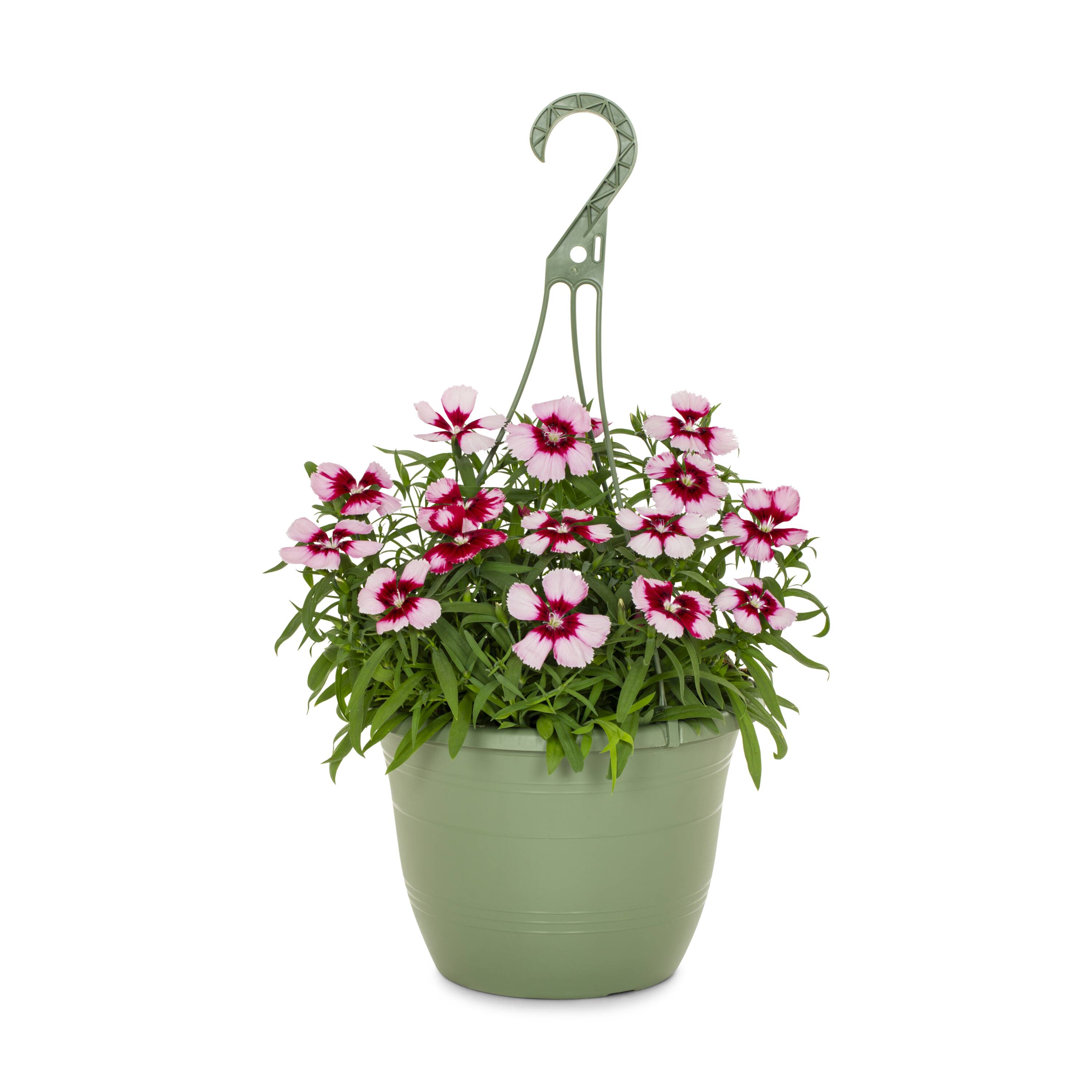 Metrolina Greenhouses 4626 Multicolor Dianthus in 1.5 Gallon(s) Hanging basket 1 -Pack