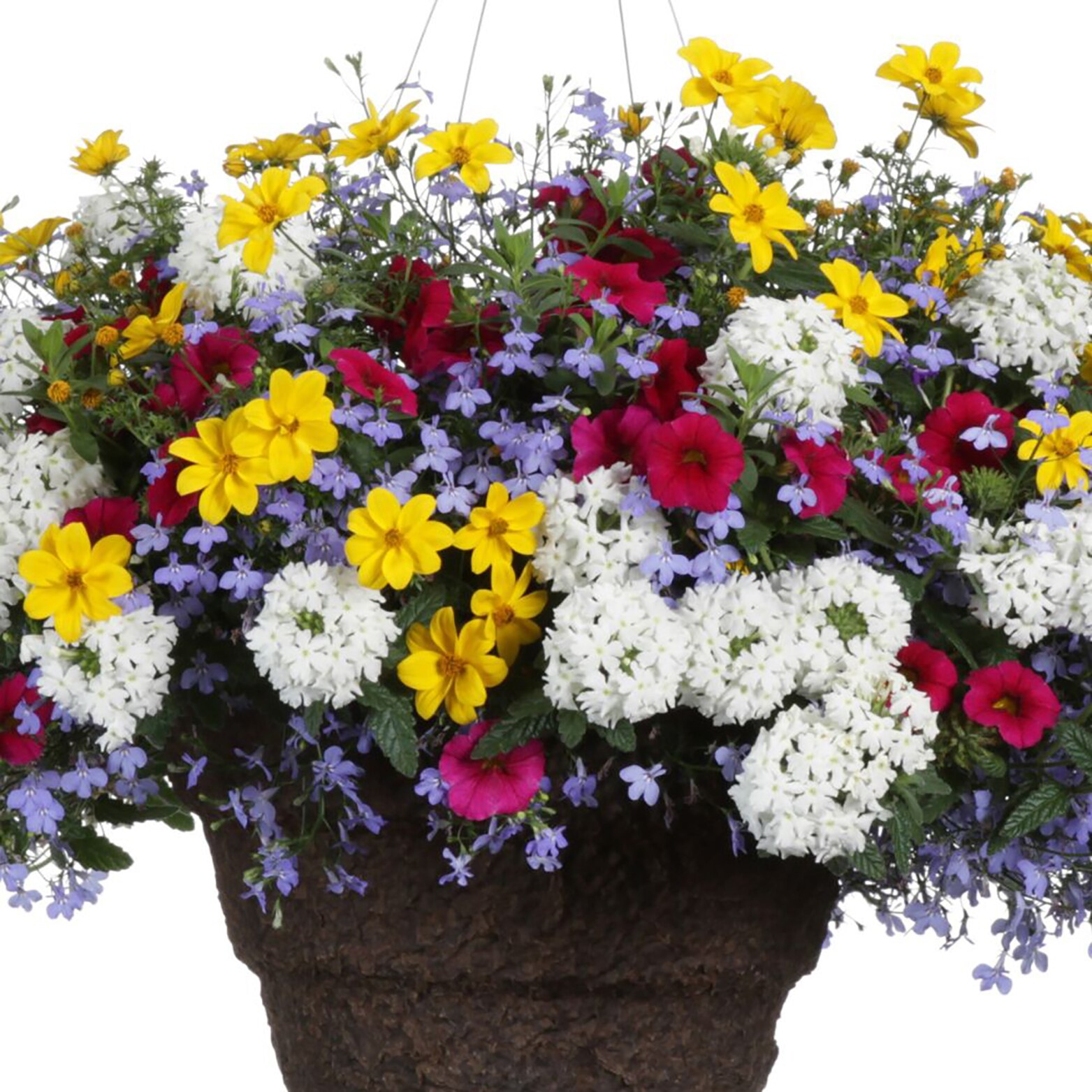 Proven Winners BELPRW1027504 annuals - View #5