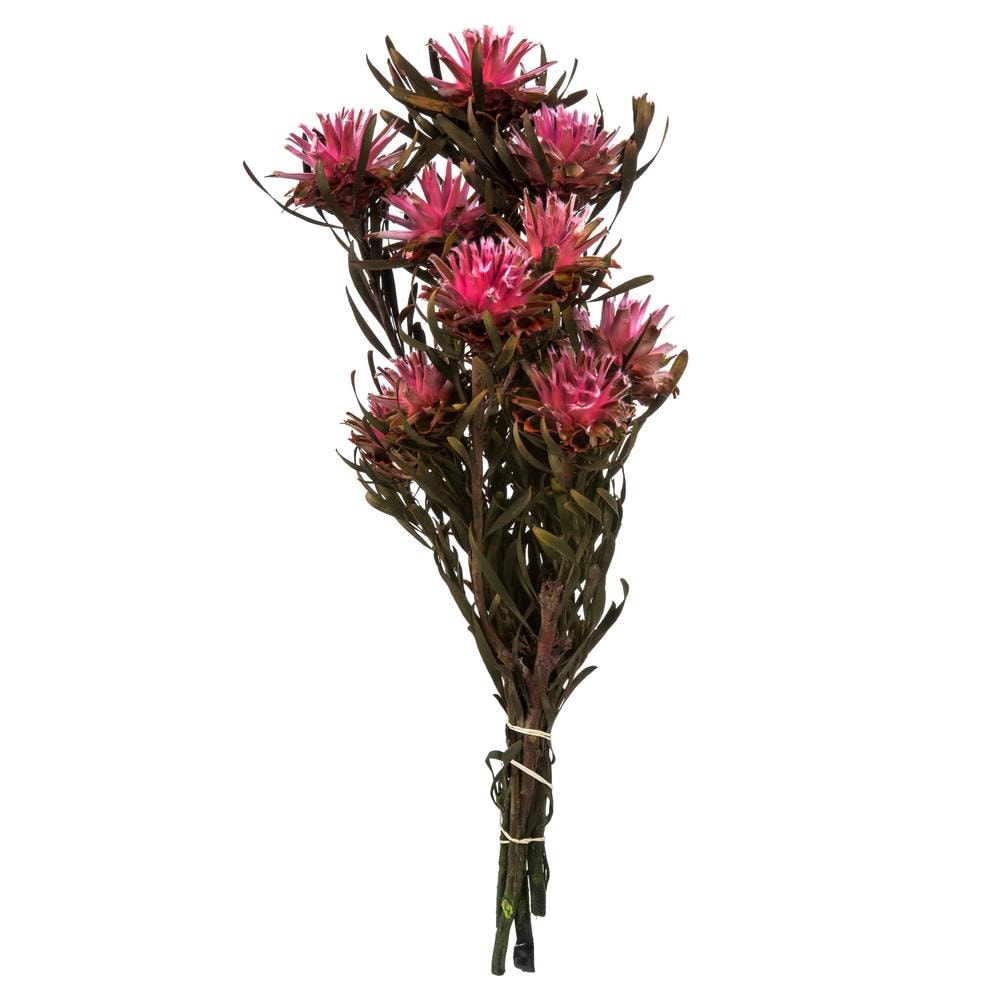 Vickerman H1PMF410-1 20-in Pink Indoor Preserved Artificial Plant