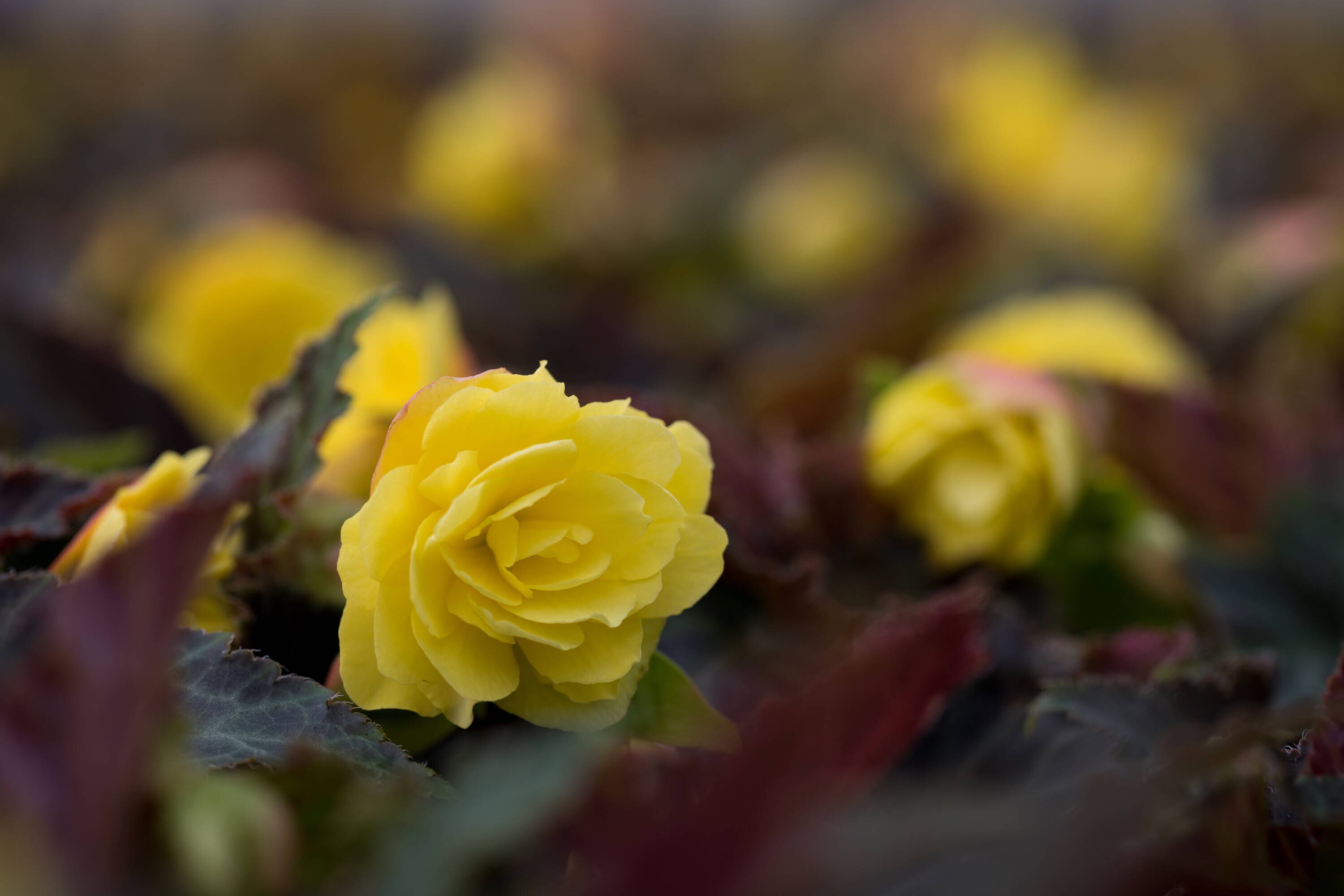 Metrolina Greenhouses 5052 annuals - View #3