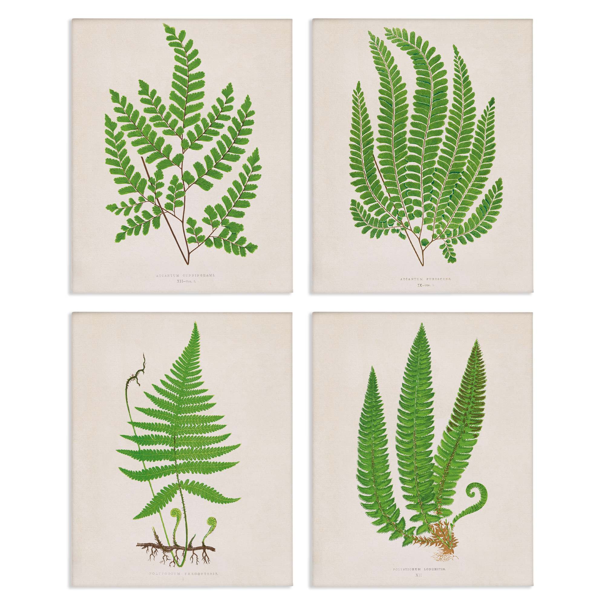 Stupell Industries A4-270-CN-4PC-11X14 Subtle Green Fern Branches 4 Piece Canvas Wall Art Set By Phillipa Katz 14 x 11