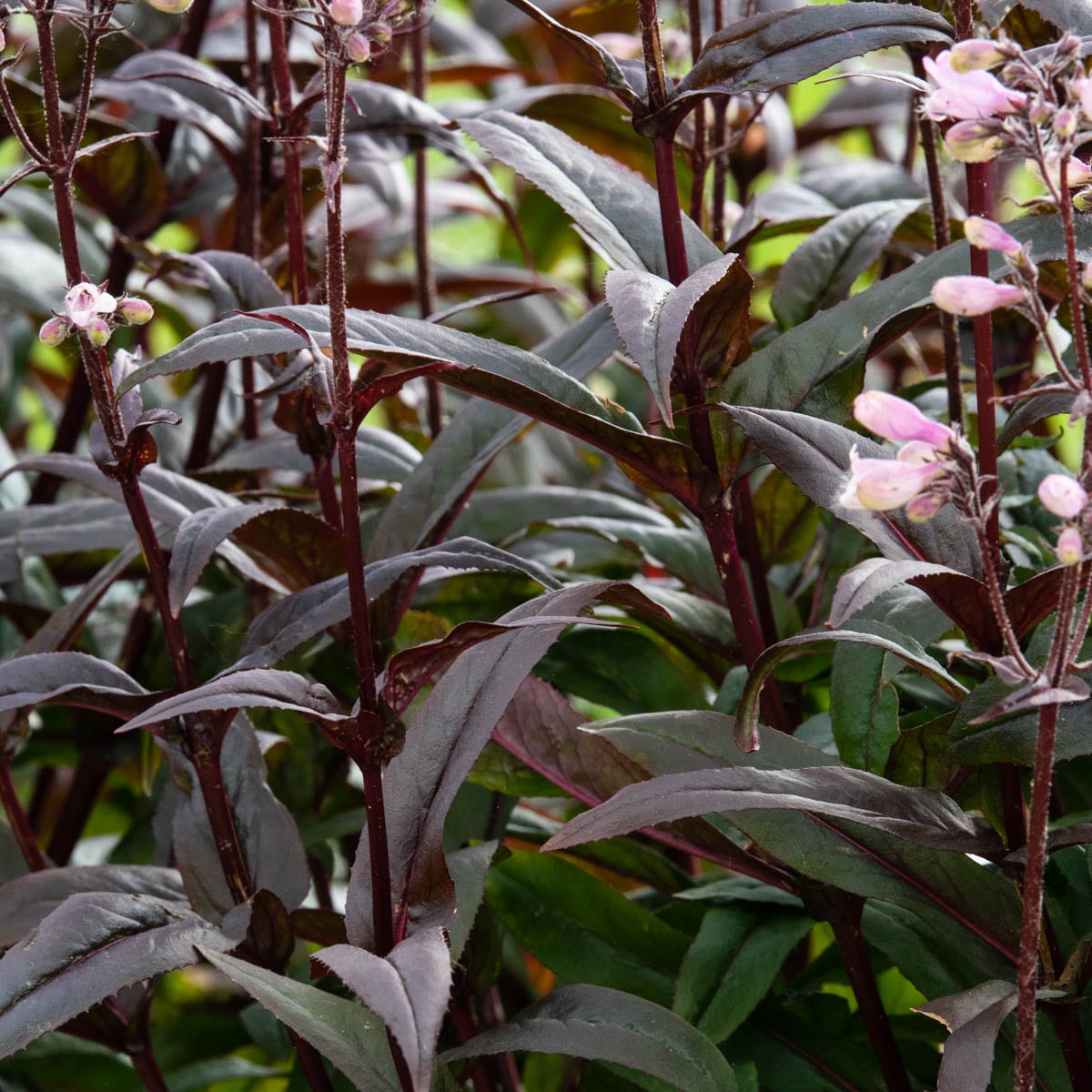 Direct Gardening 92713 perennials - View #3