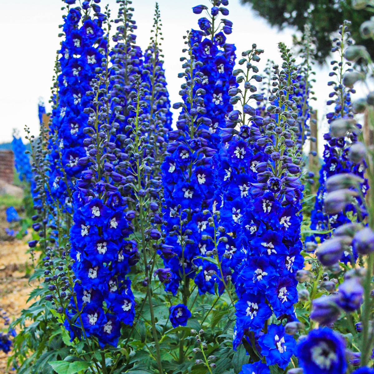 Spring Hill Nurseries 80594 Blue Cobalt Dreams Delphinium Plant in 1-Pack Bareroot