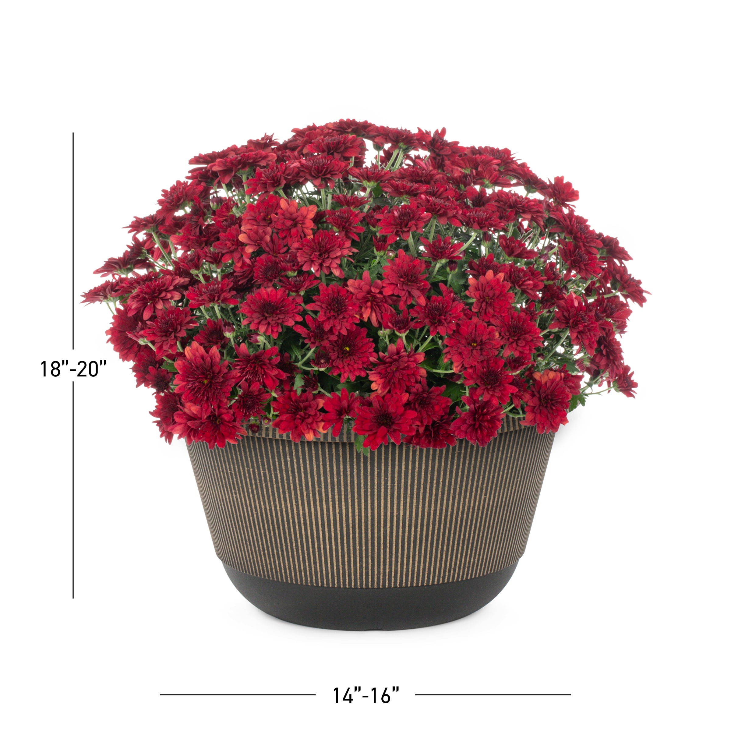 Lowe's NURSERY annuals - View #3