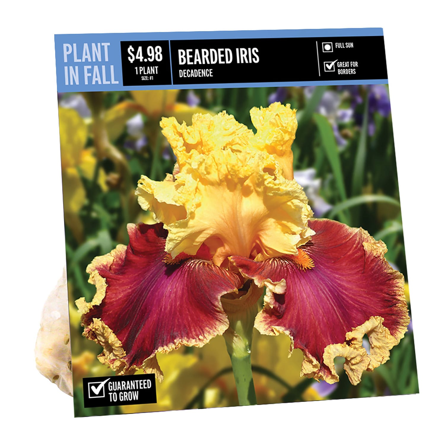  NURSERY BEARDED IRIS DECADENCE PBS