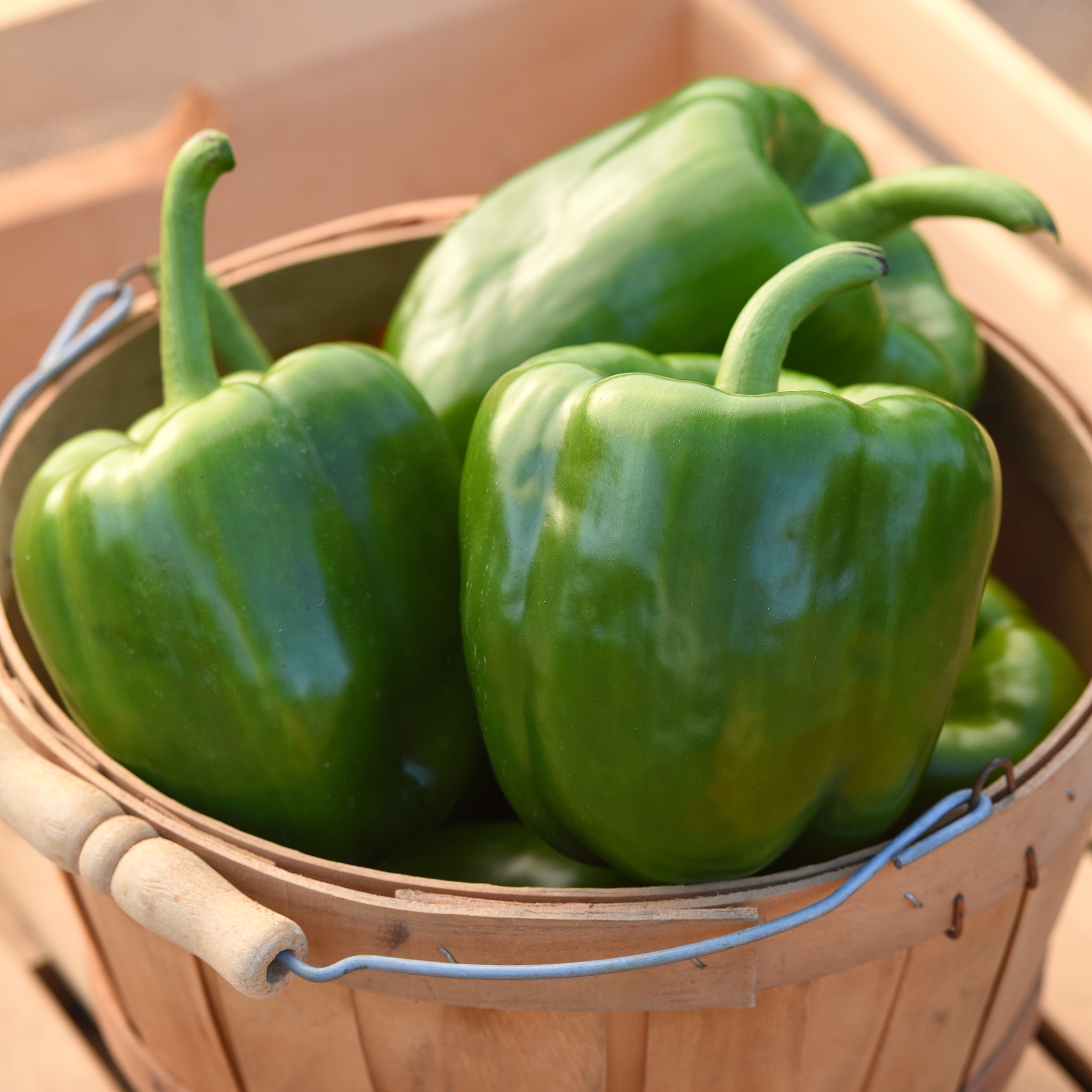 Altman Plants 0873052 Vegetable-Plants - View #3