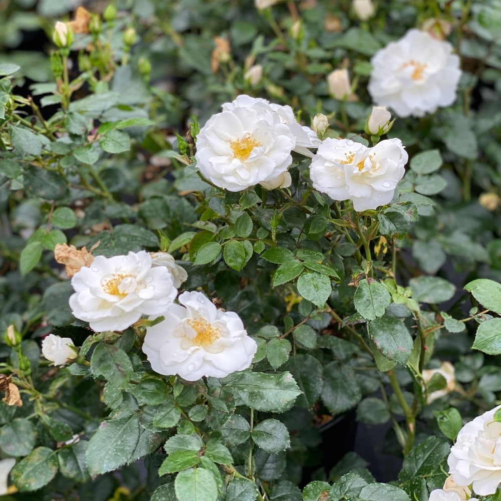 Proven Winners ROSPRC1157800 shrubs - View #3
