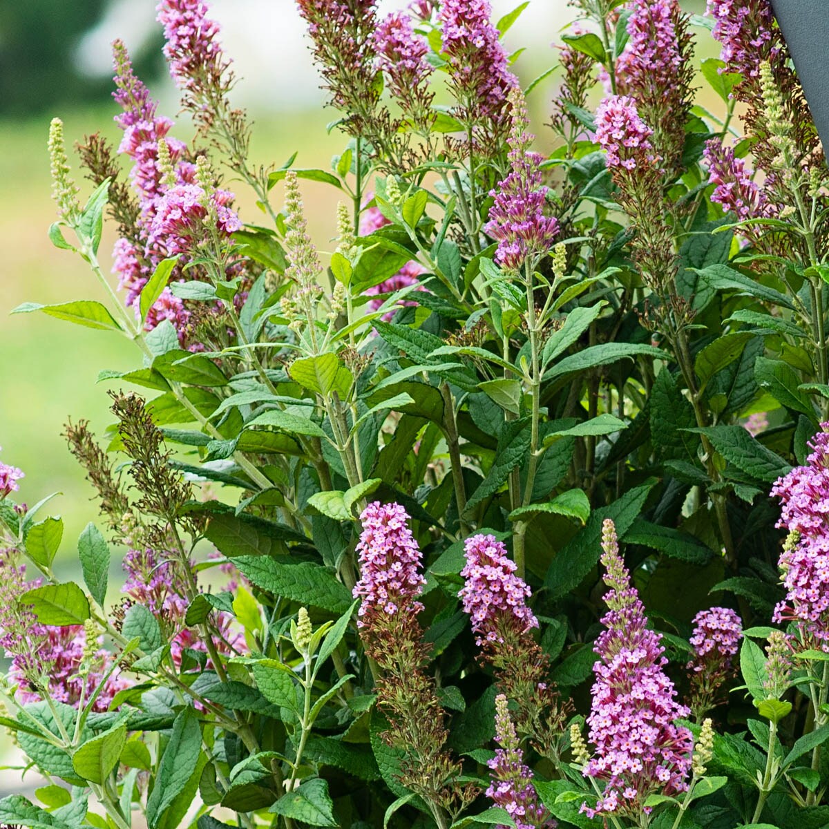 Spring Hill Nurseries Pink Flowering Le Petit Butterfly Bush Flowering ...