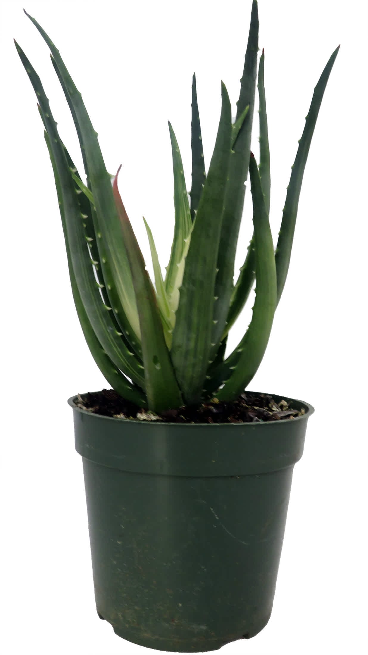 Hirt's Gardens MORNINGSOLARFLARE4 Solar Flare Aloe Plant - 4 inch Pot