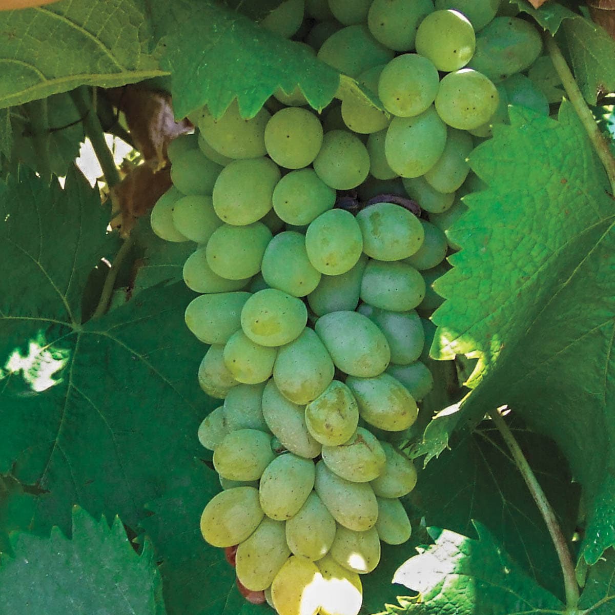 Gurney's Seed and Nursery 90136 1.0 -Pack Grape Plant in Pot Spring