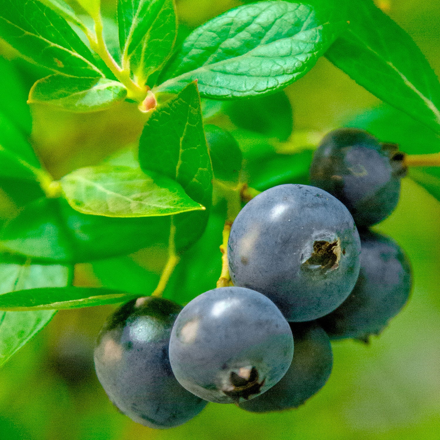 Southern Living Plant Collection 90492-2 Fruit-Plants - View #3