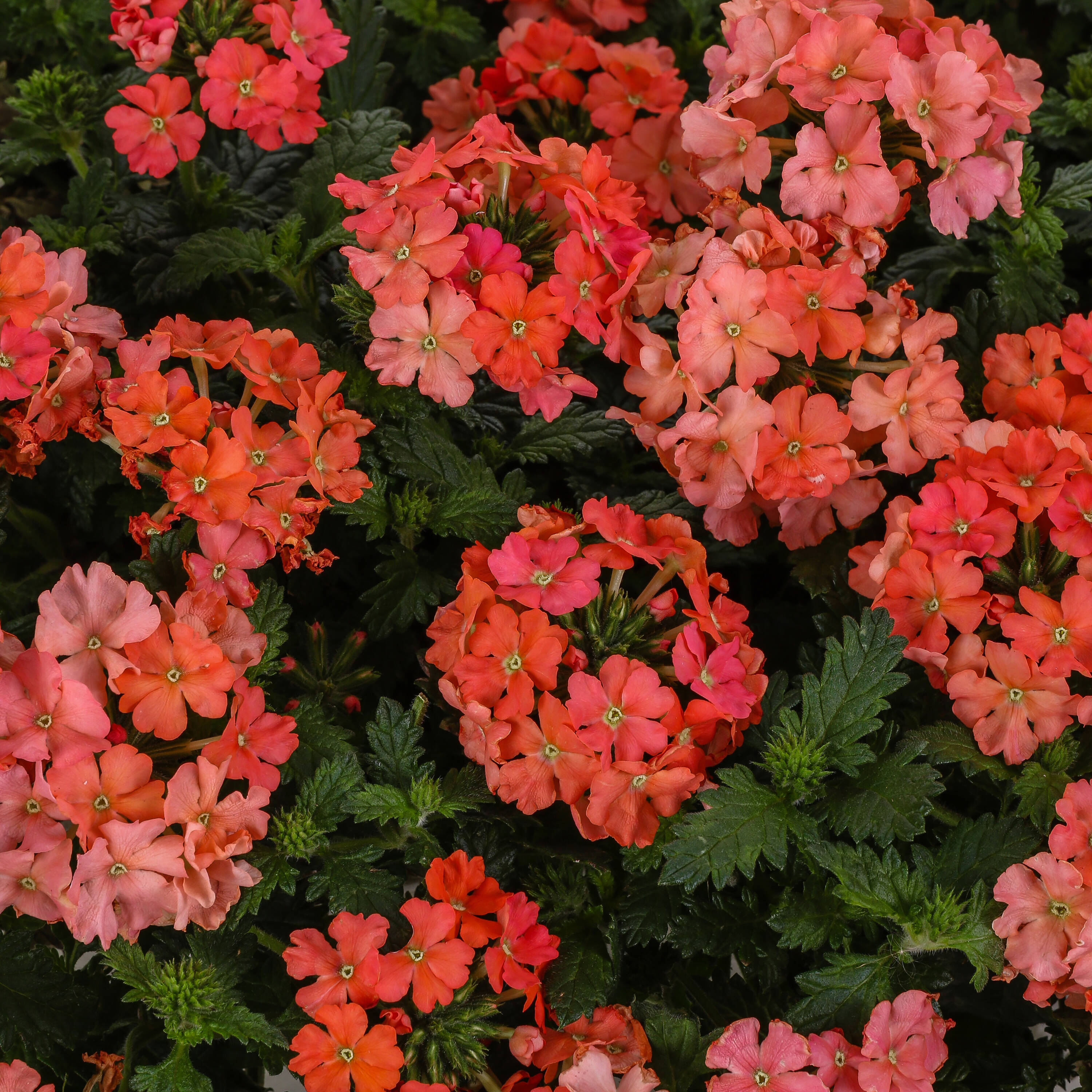Proven Winners BENPRW1147504 Orange Superbena Peachy Keen (Verbena) in 4.25-in Pot