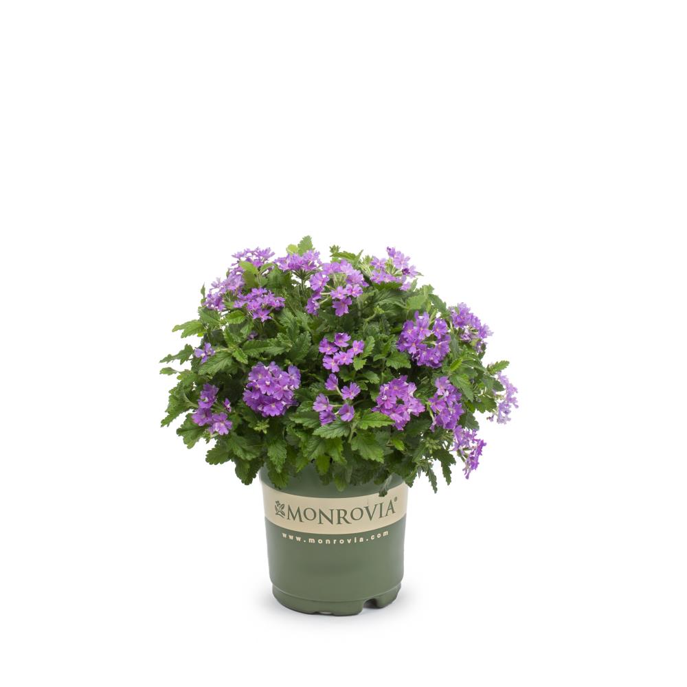 Monrovia 1-Quart Purple Verbena in Pot (L3164) at Lowes.com