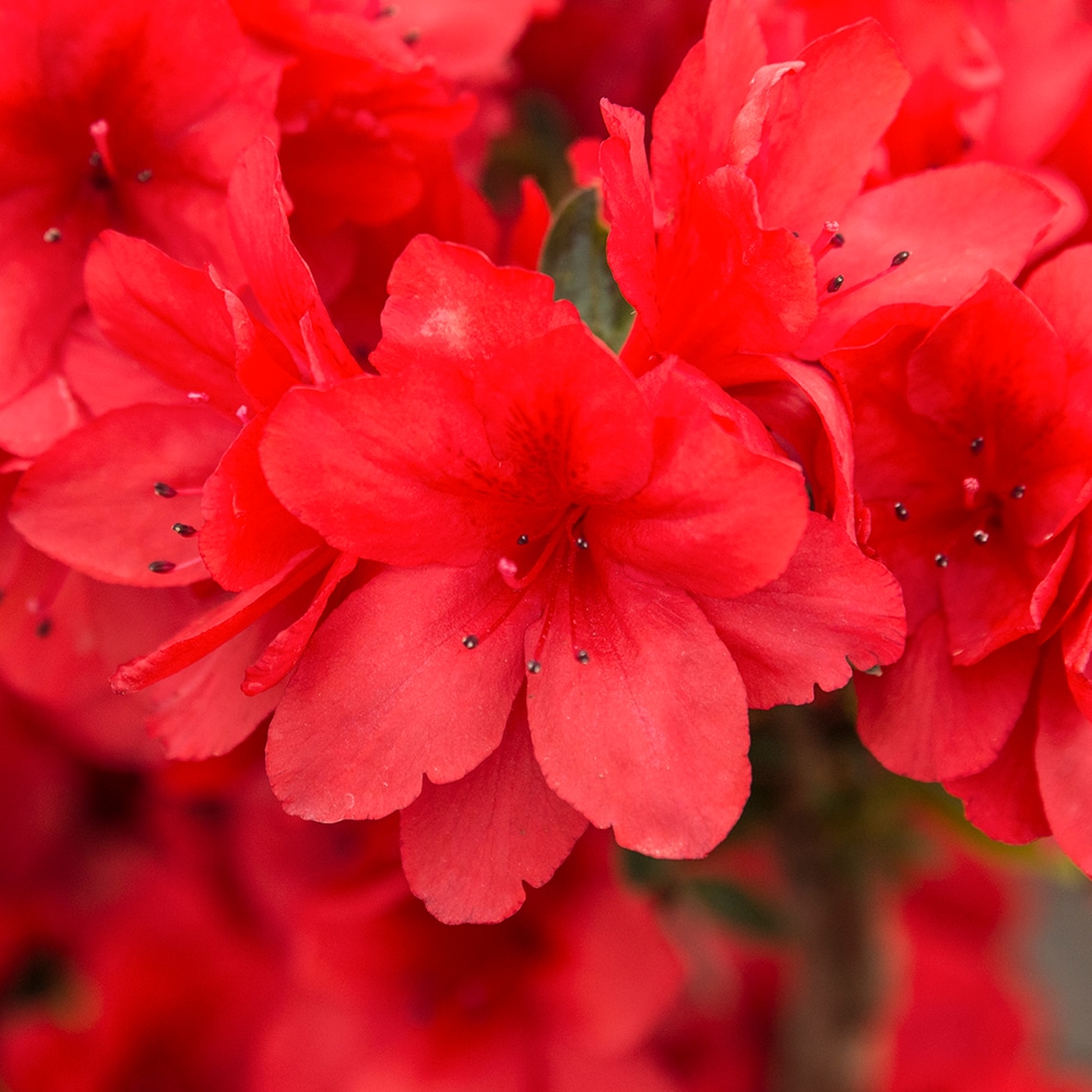 Red Ribbons  Groundcover Rose