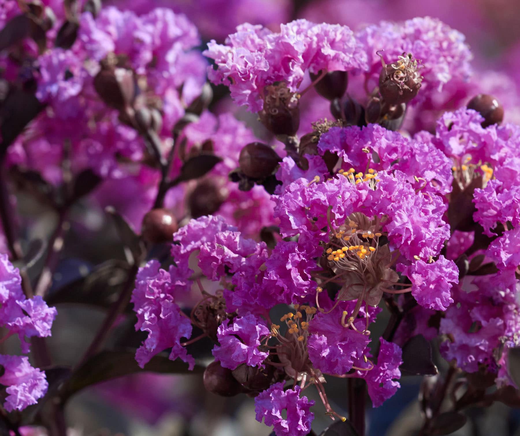 Lowe's NURSERY 2.25 -Gallon Purple Flowering Crape Myrtle Black Diamond Purely Purple In pot (with soil)