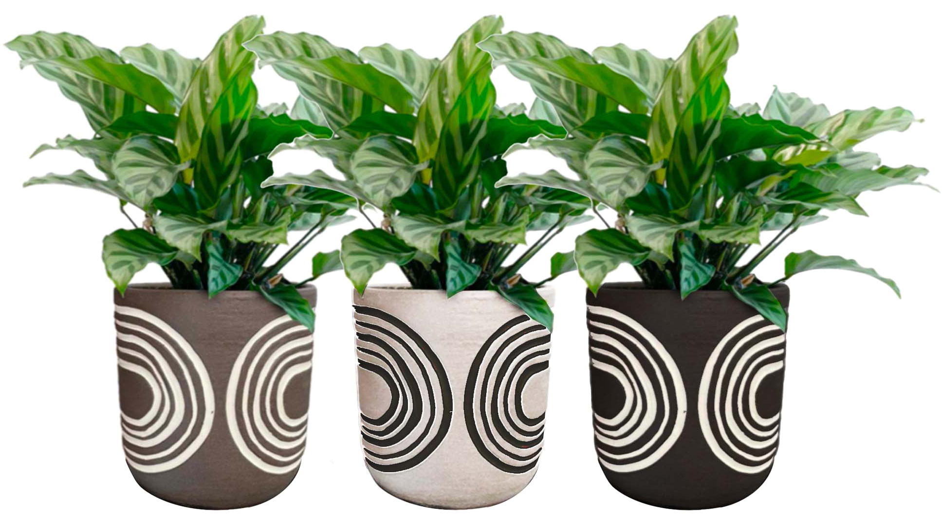 LiveTrends ASB07575 GROUNDED House plant in 12 Ounce(s) Pot 1 -Pack