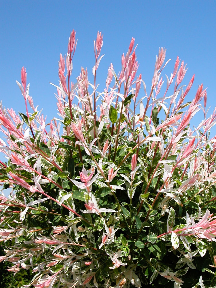 Spring Hill Nurseries 87519 shrubs - View #3