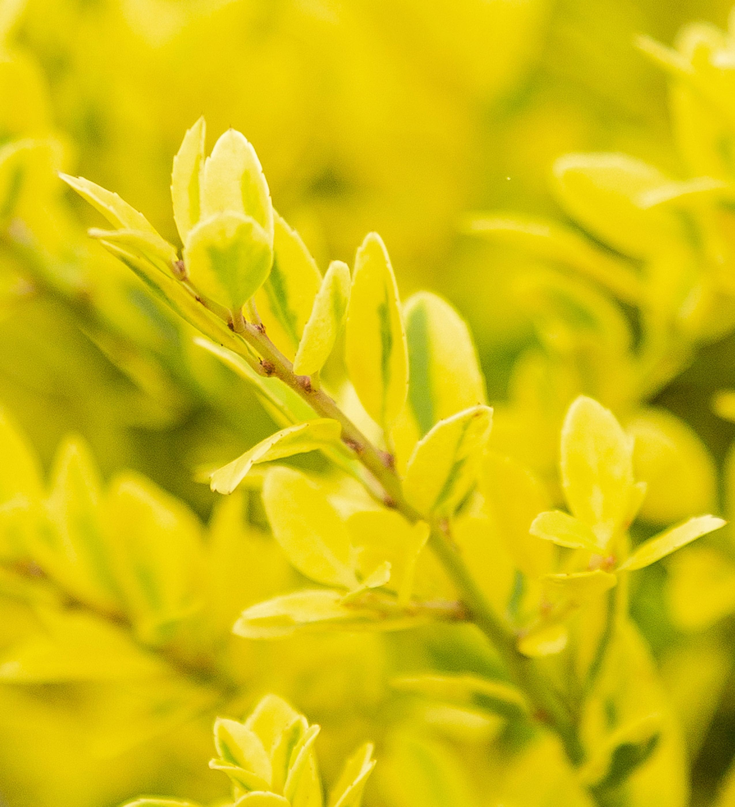 Southern Living Plant Collection 30612-1 shrubs - View #10