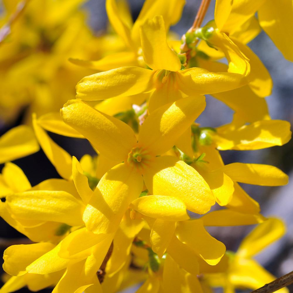 Brighter Blooms FOR-LYN2 Yellow Lynwood Gold Forsythia Feature Shrub in 1-Gallon Pot