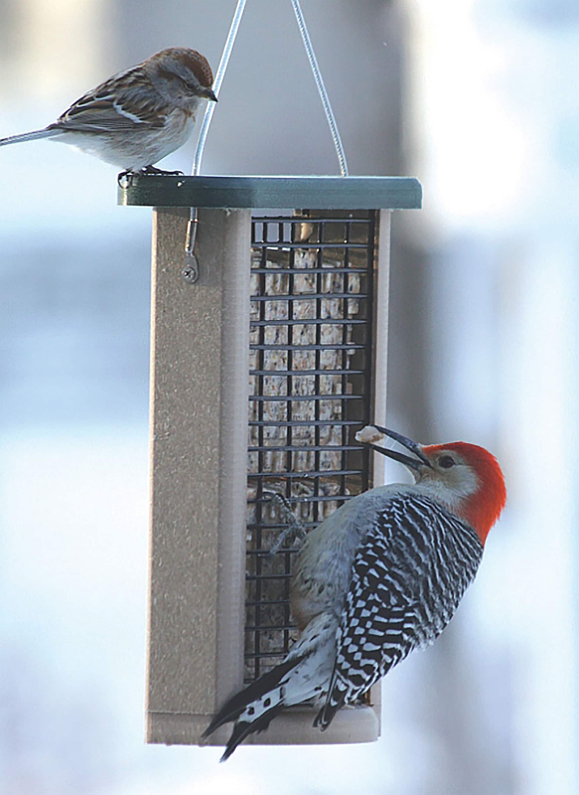 BIRDS CHOICE SNDSF Bird-Feeders - View #6