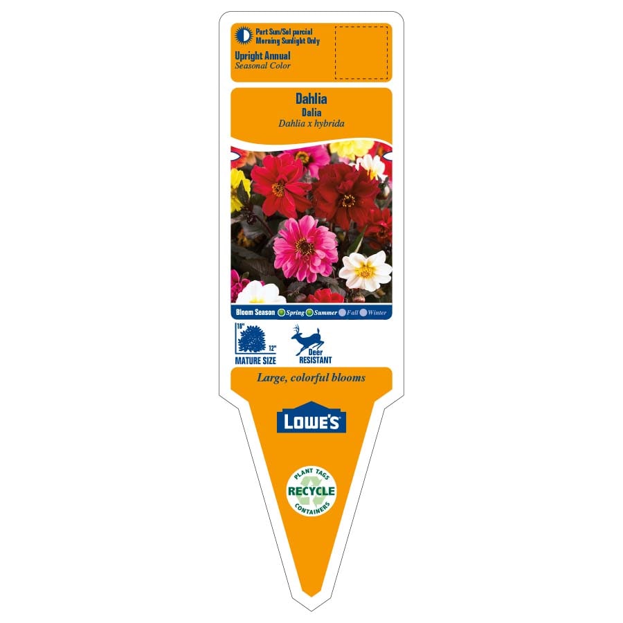 Lowe's NURSERY annuals - View #2