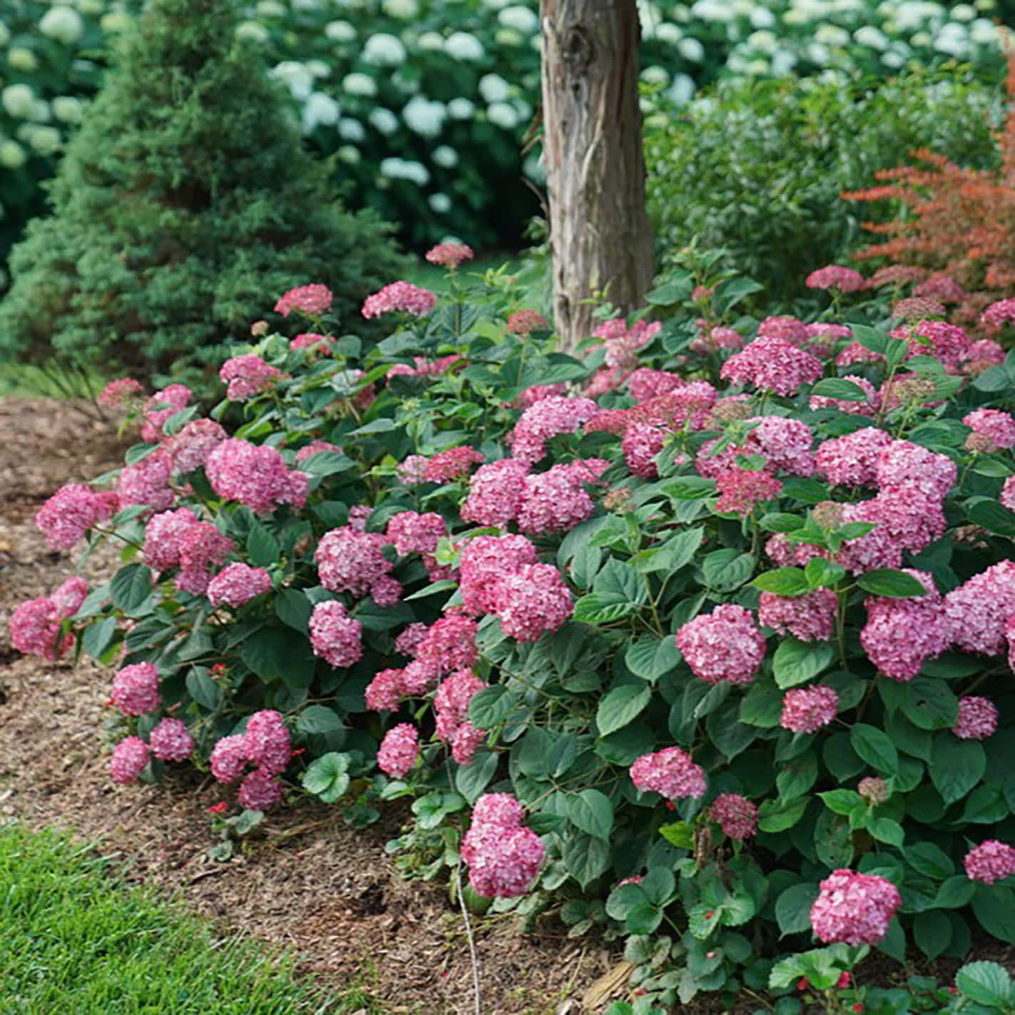 Proven Winners Multicolor Invincibelle Ruby Smooth Hydrangea ...