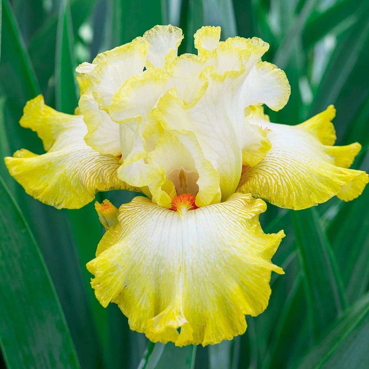 Breck's Blue Victoria Falls Reblooming Iris Perennial Plant in 1-Pack  Bareroot in the Perennials department at