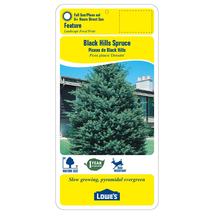 Lowe's PSPRBL7GAL trees - View #2