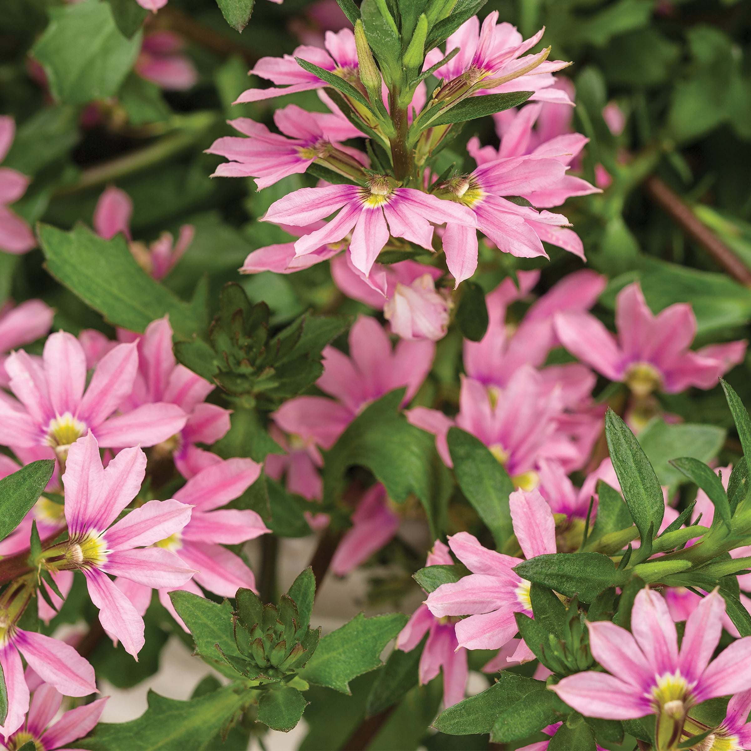 Lowe's NURSERY annuals - View #2