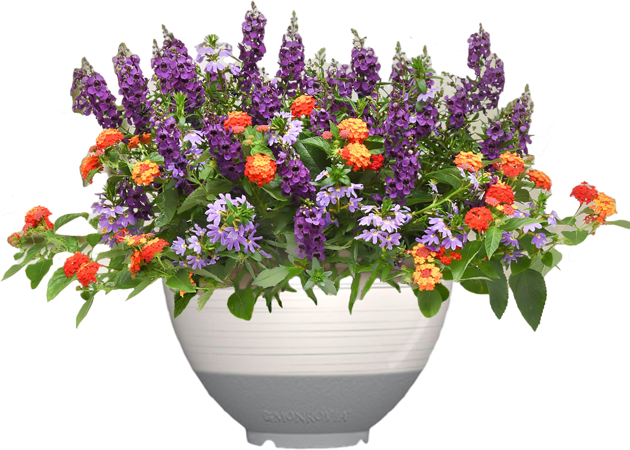 Lowe's NURSERY Multicolor Shindig in 3 Gallon(s) Planter