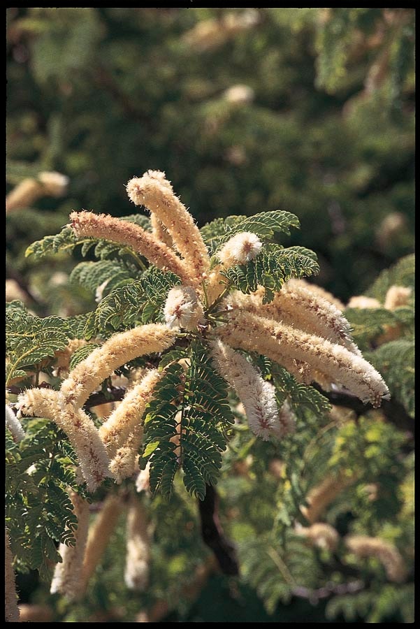 Honey Mesquite Plants, Bulbs & Seeds at Lowes.com