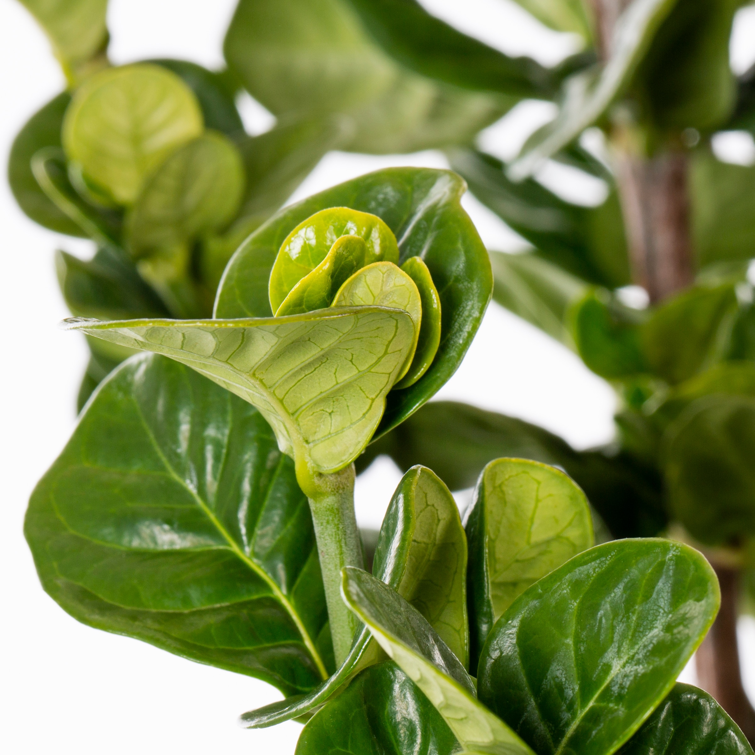 Southern Living 1612935 shrubs - View #2