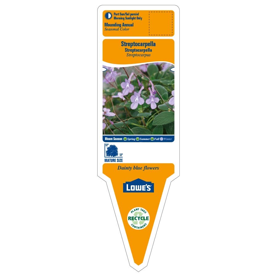 Lowe's NURSERY annuals - View #2