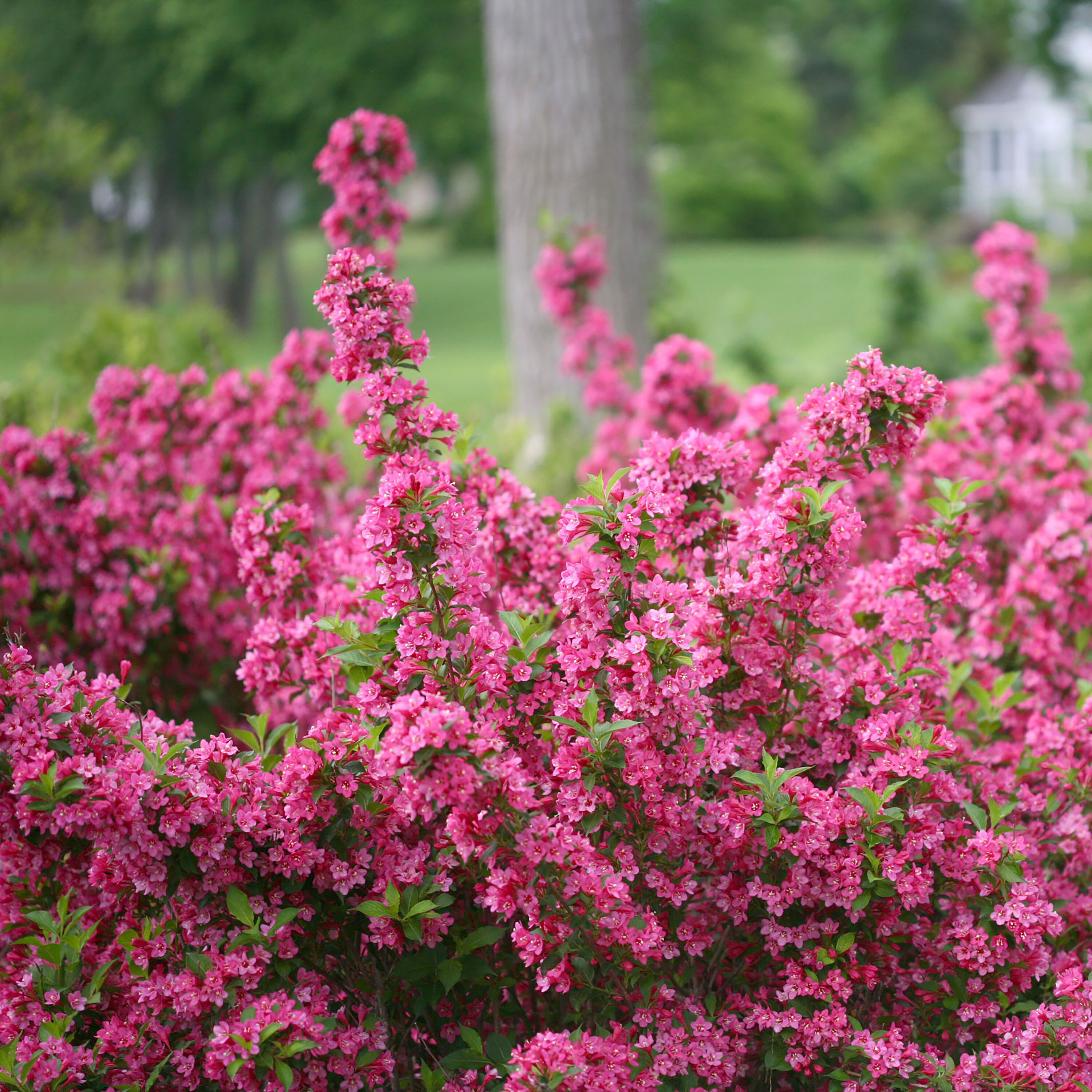 Weigela, Green Foliage 'Sonic Bloom® Pure Pink