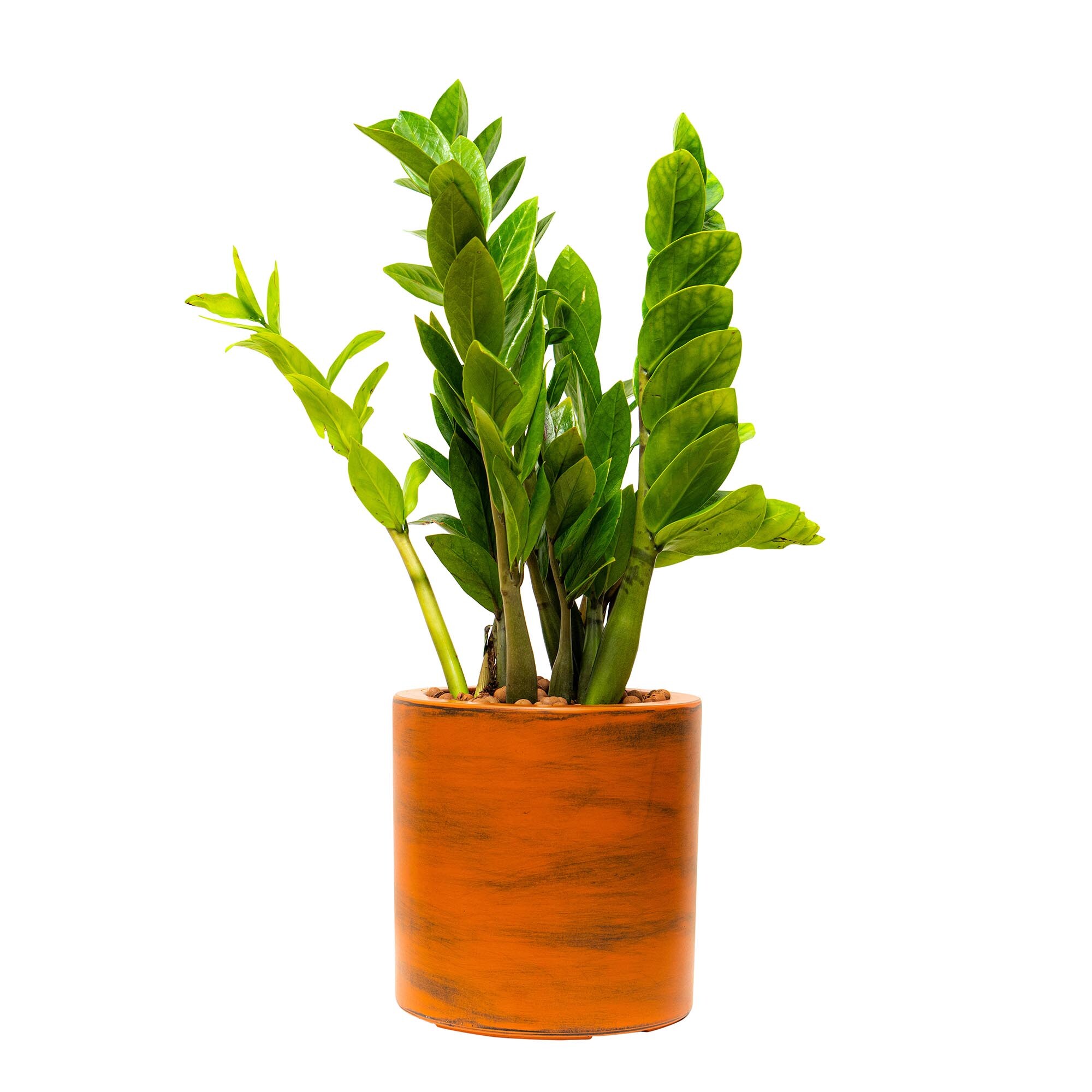 Miki Shinly JJ-4617-02DTY Round 7.8-in W Medium Brown Plastic Indoor/Outdoor Planter