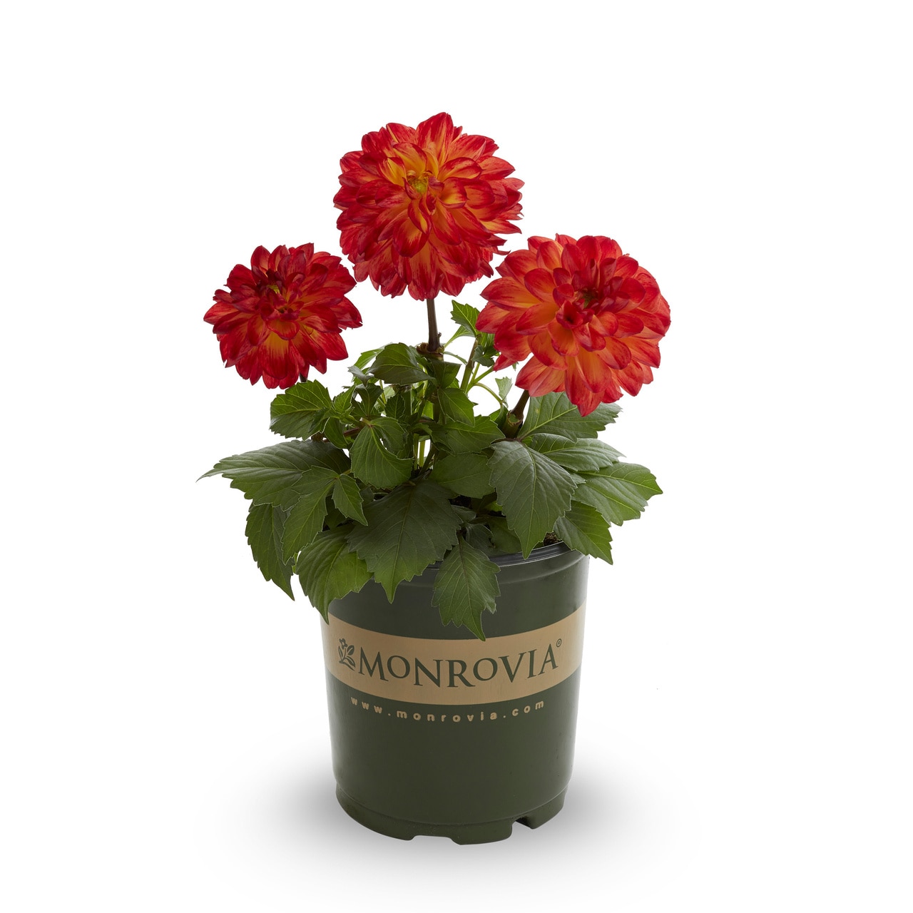 Monrovia 4844 annuals - View #5