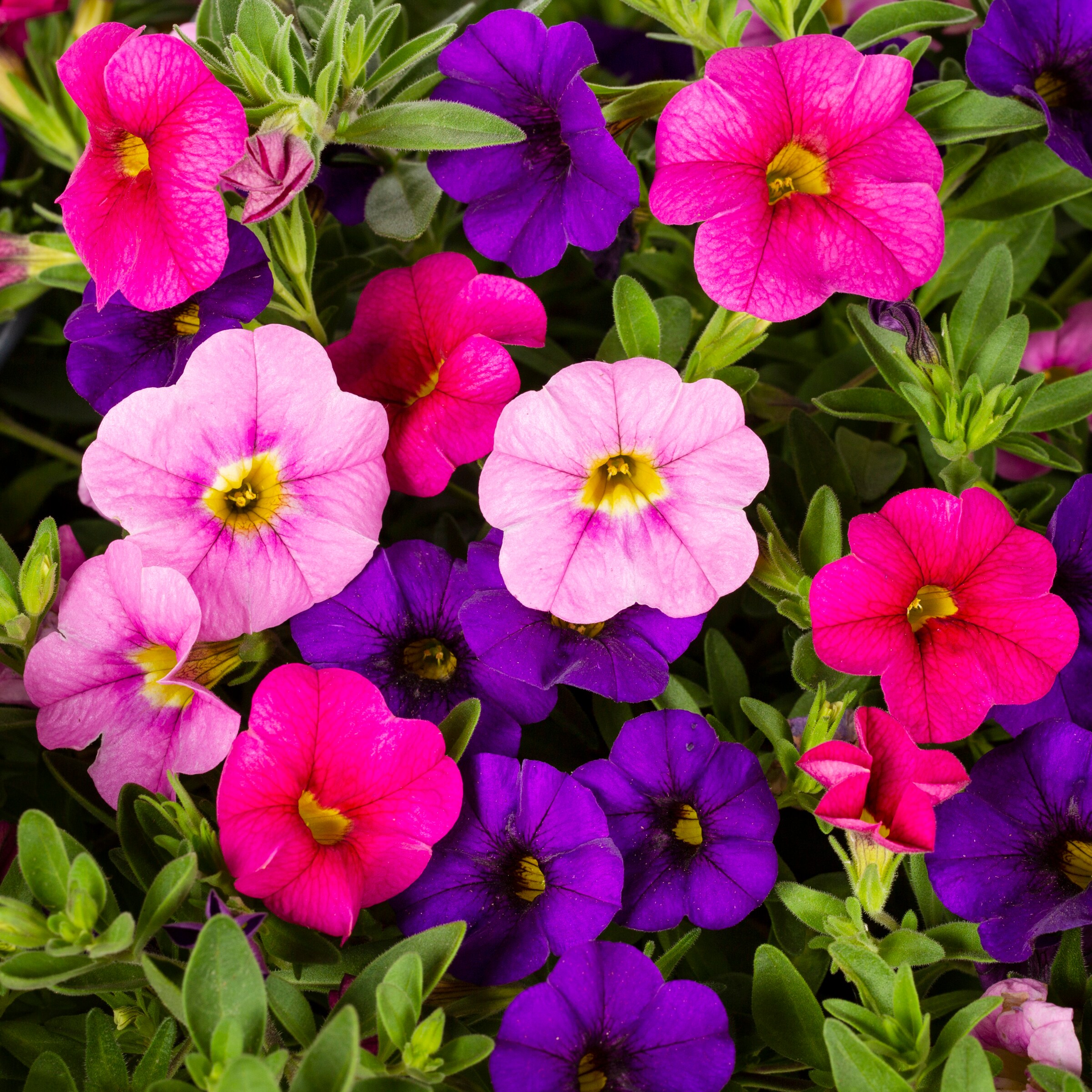 Lowe's NURSERY annuals - View #2