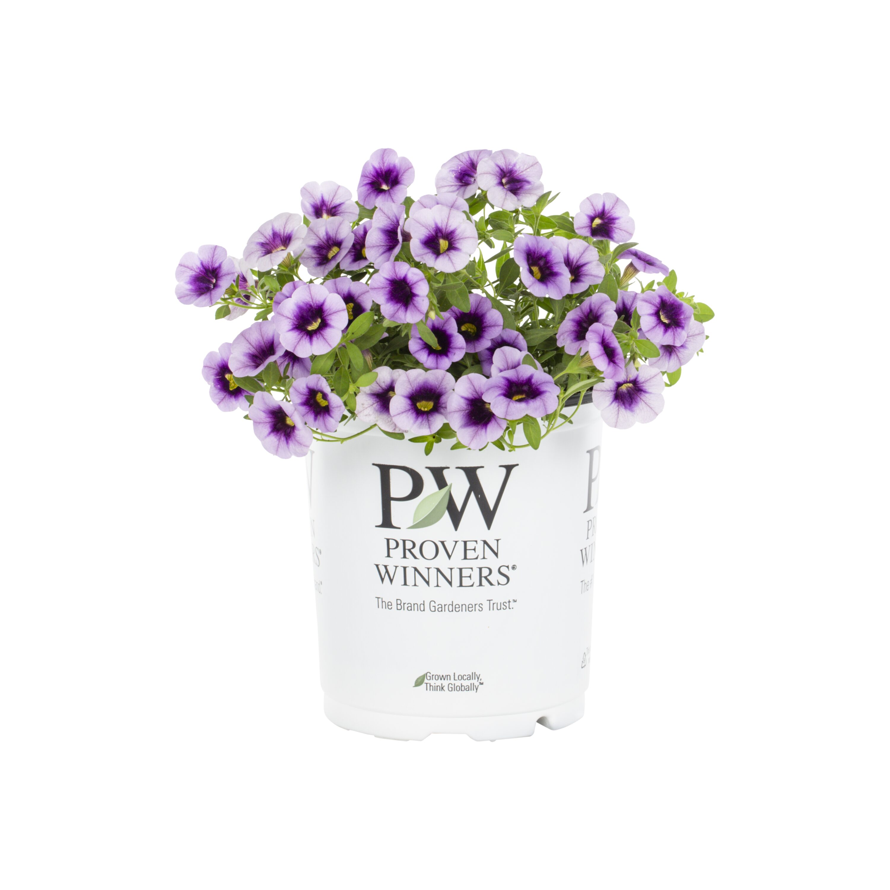 Proven Winners 4895 annuals - View #5
