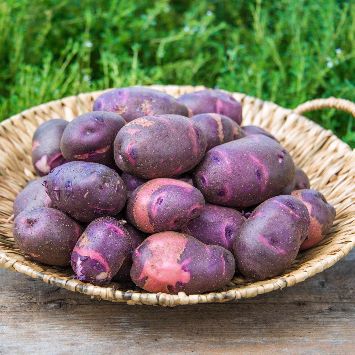Gurney's Seed and Nursery 74021 2 lb. Bag, Purple Viking Whole Potato Seeds Pack(s)
