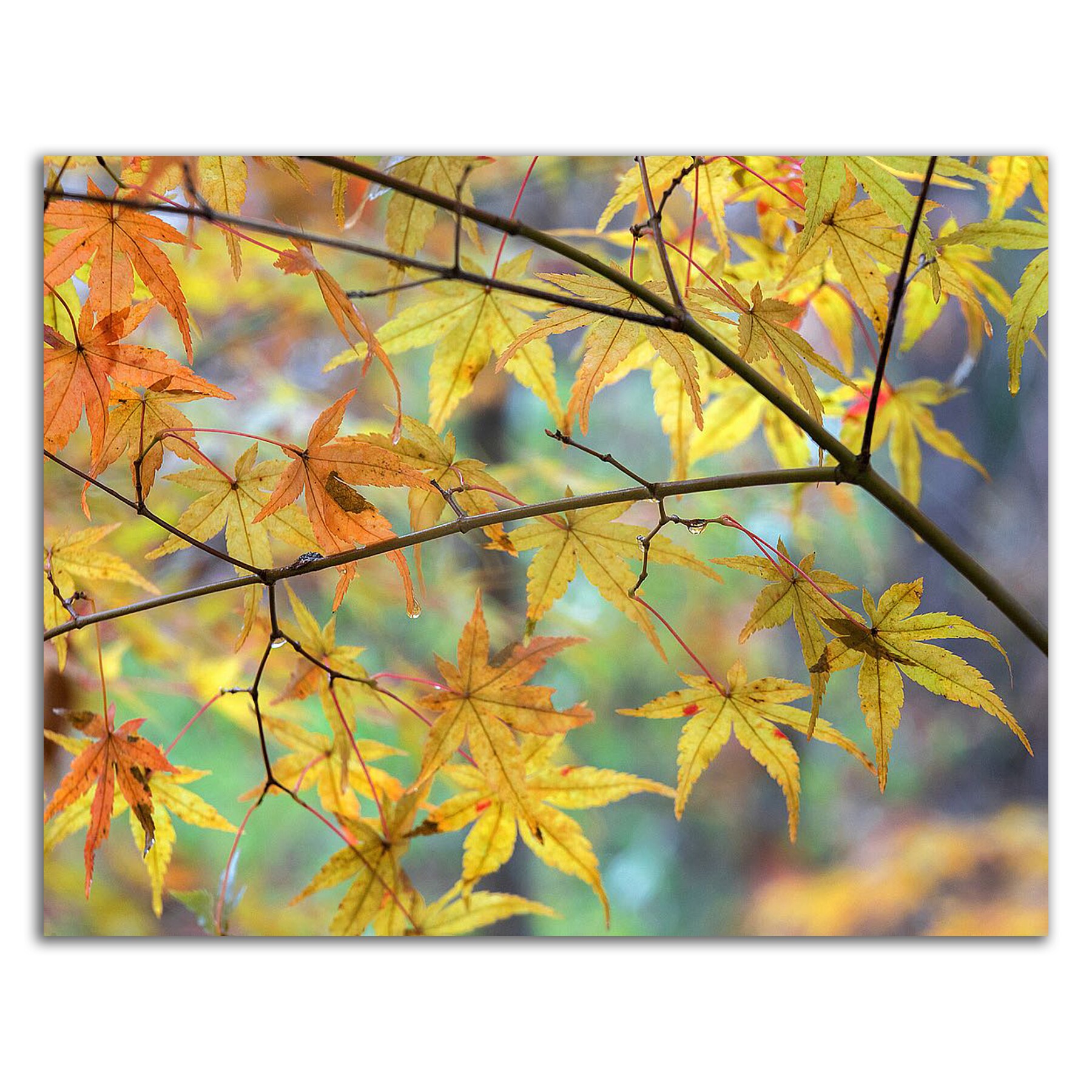 Tangletown Fine Art 8H1522DC-2721 Wall-Art - View #3