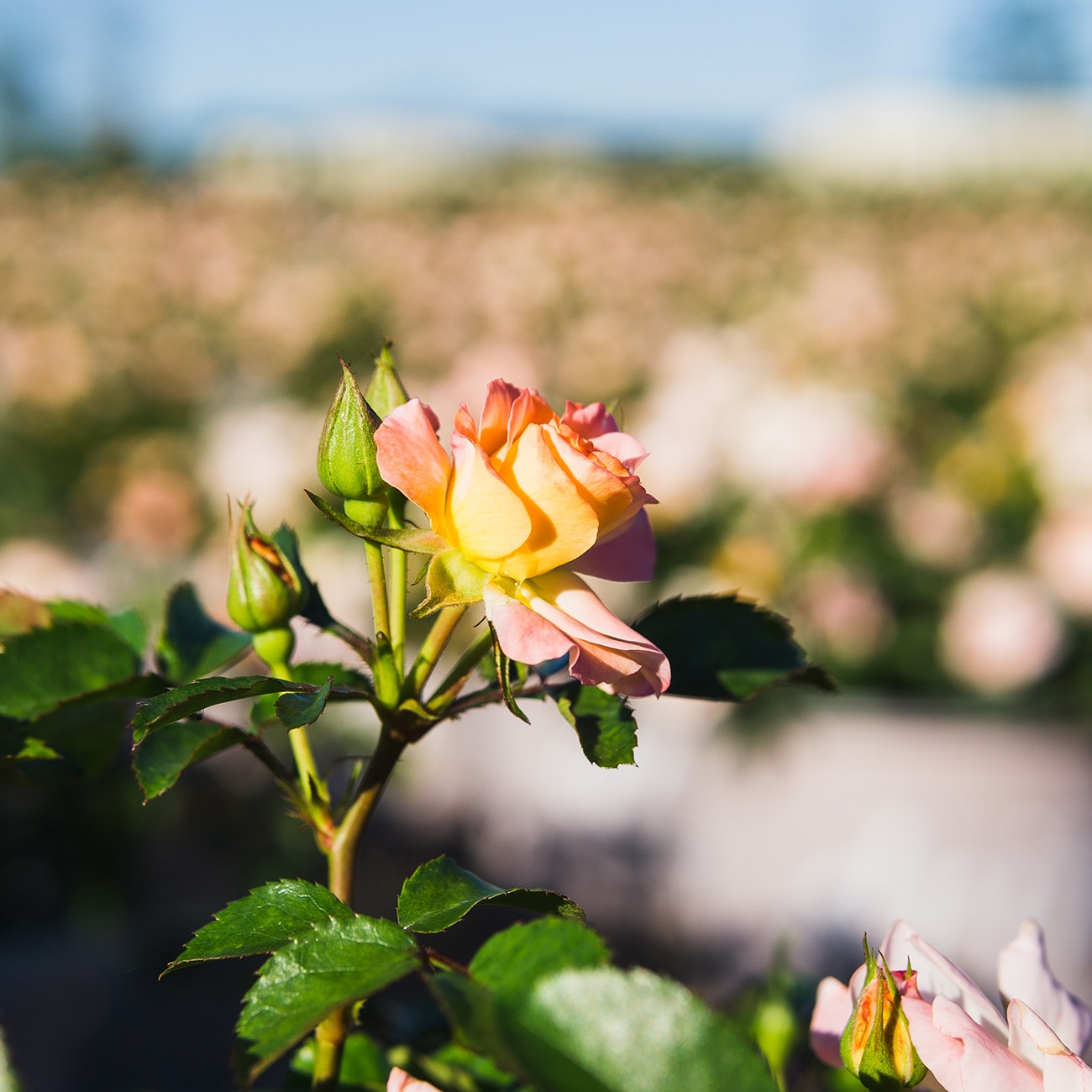 Perfect Plants LOAPRICOTDRIFTROSE3G roses - View #5