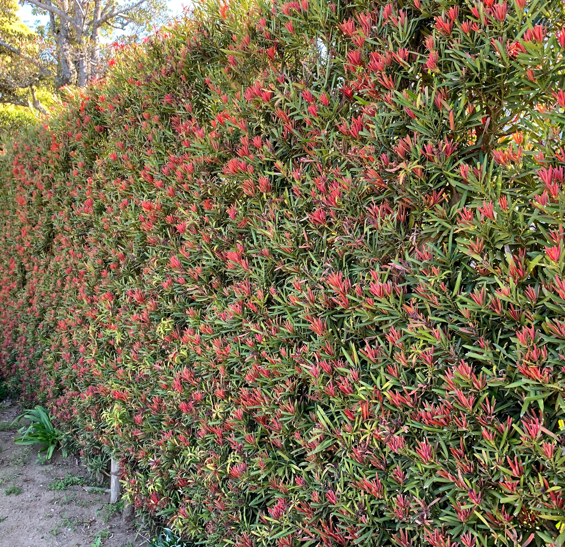 Southern Living Plant Collection 48442-1 Mood Ring Podocarpus Yew Screening Shrub in 2 -Gallon Pot 1 -Pack