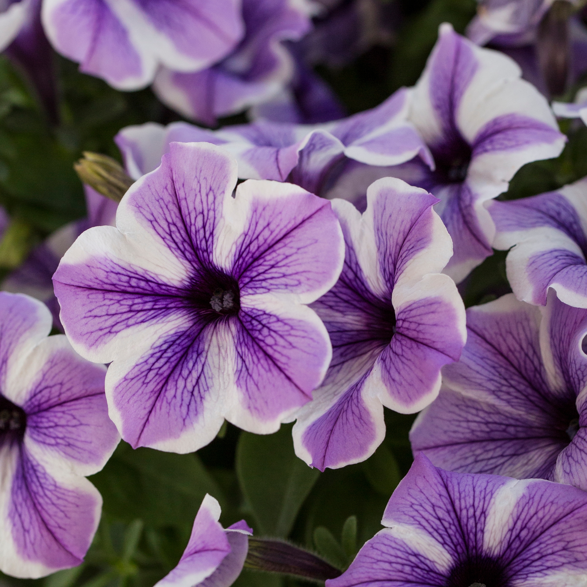 Lowe's NURSERY annuals - View #19